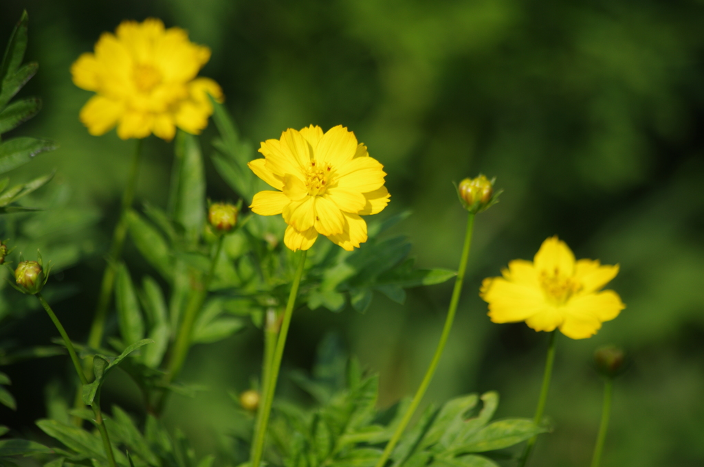 キバナコスモス　旧浜離宮庭園　7月中旬