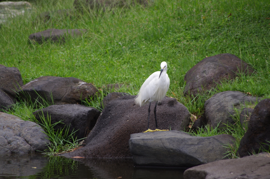 シラサギ　3　旧浜離宮庭園　９月