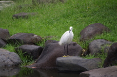 シラサギ　3　旧浜離宮庭園　９月