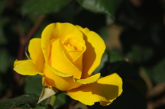 薔薇　6