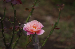 薔薇