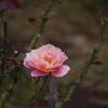 薔薇