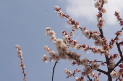 白梅　湯島天神