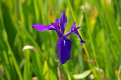 旧芝離宮庭園　６月　カキツバタ