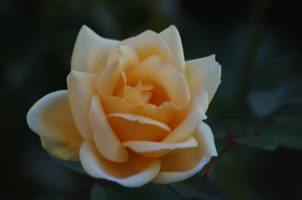 薔薇　5