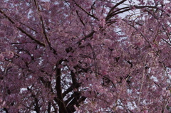 桜　1