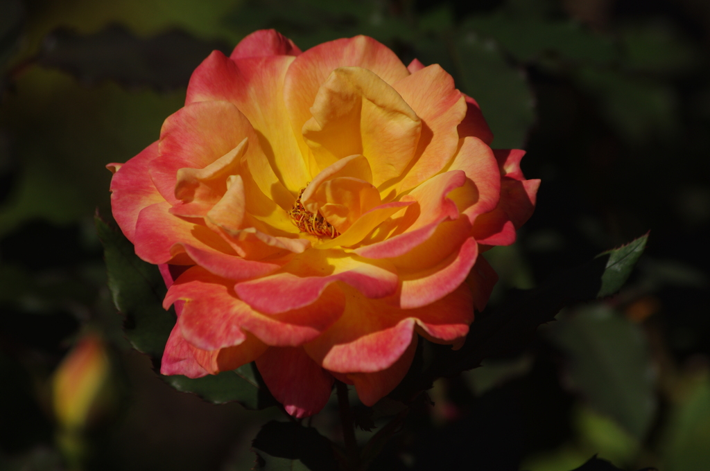 薔薇　41