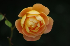 薔薇　1