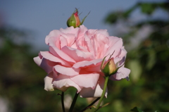 薔薇　4　山下公園　１０月