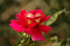 薔薇　4　芝浦中央公園
