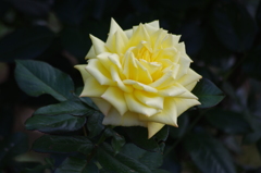 薔薇　２　日比谷公園　７月上旬