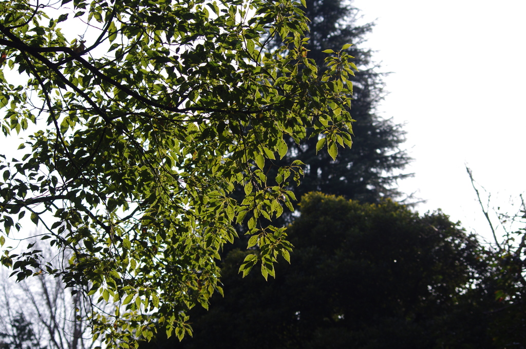 午後の日差し　日比谷公園