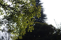 午後の日差し　日比谷公園