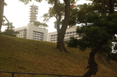 土塁　皇居　２月
