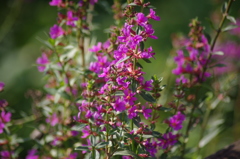 池辺の花　2　洗足池