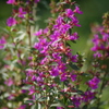 池辺の花　2　洗足池