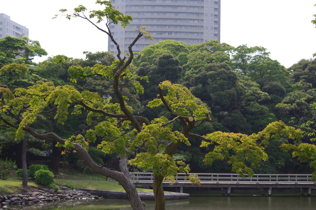 緑と橋