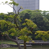 緑と橋