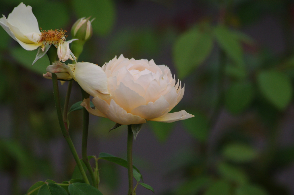 薔薇　28