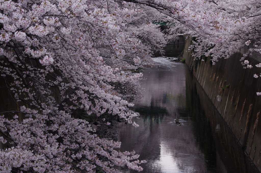 桜　4