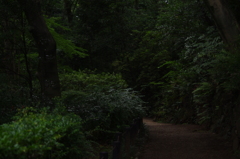 都会の林間道　有栖川宮公園　