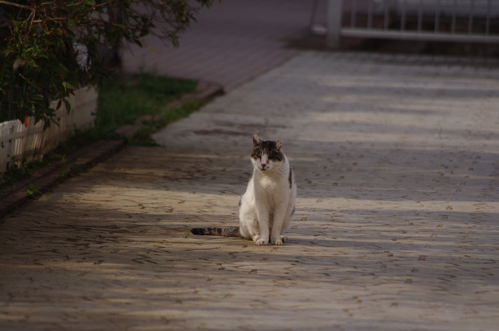 猫