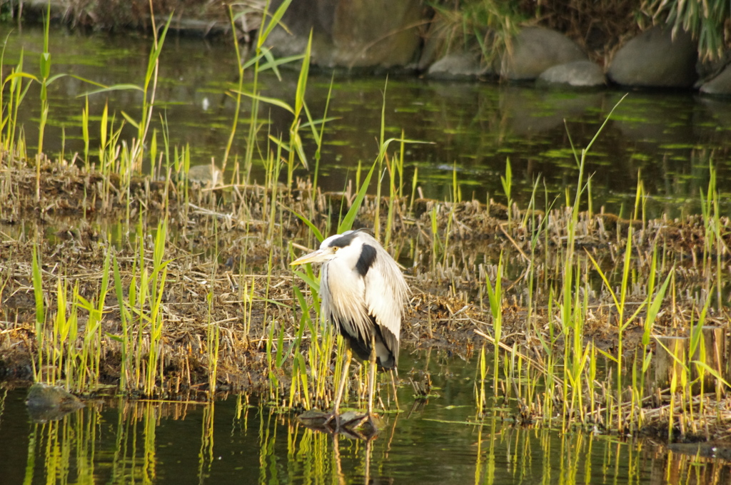 アオサギ　日比谷公園　１月下旬