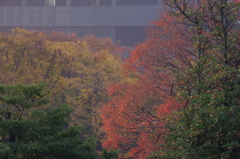 紅葉のある景色