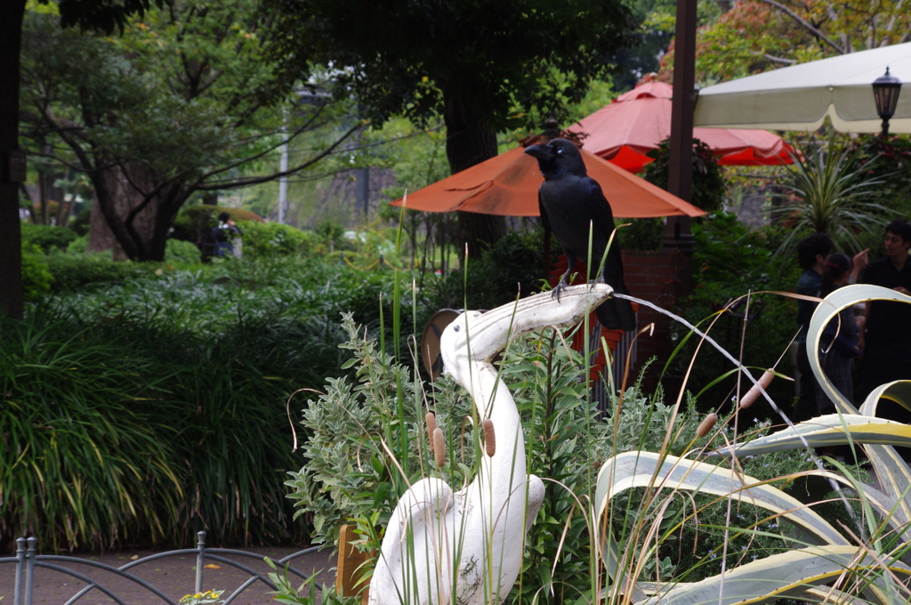 カラスは本物　日比谷公園　１０月下旬