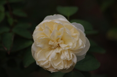 薔薇　4