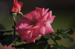 秋薔薇　10