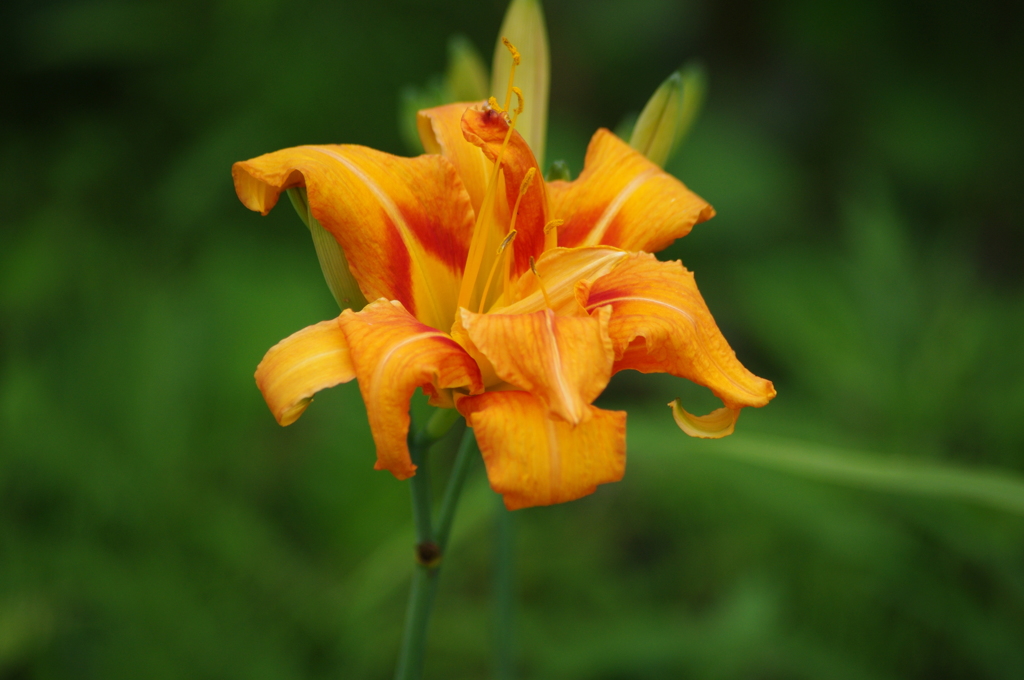 向島百花園　６月　花　７
