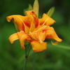 向島百花園　６月　花　７