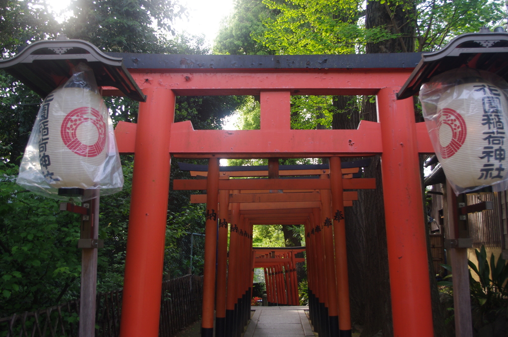 千本鳥居　上野　花園稲荷神社