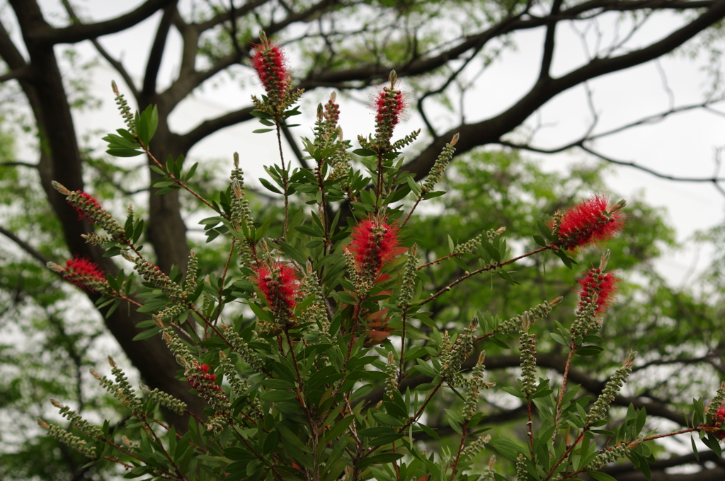 ブラシノキ　港が見える公園　５月