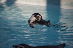 ペンギン　2　野毛山動物園　１０月