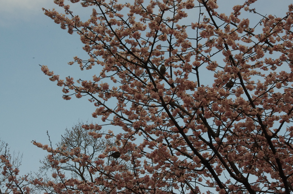 鳥の集う木　日比谷公園