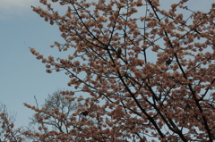 鳥の集う木　日比谷公園