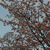 鳥の集う木　日比谷公園