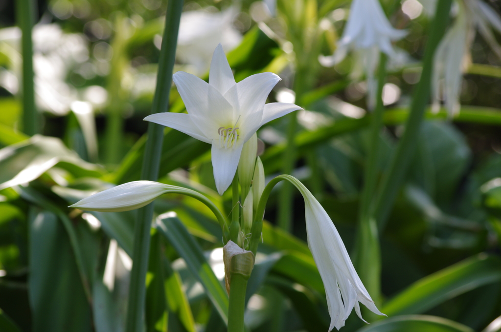 旧浜離宮庭園　６月　白い花（たぶんインドハマユウ）