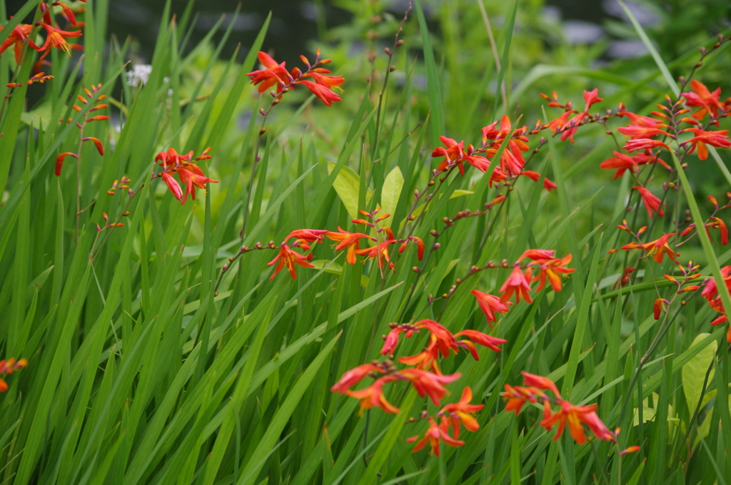 向島百花園　６月　花　5