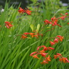 向島百花園　６月　花　5