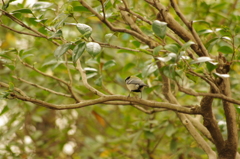 シジョウカラ　池田山公園　１月末