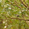 シジョウカラ　池田山公園　１月末