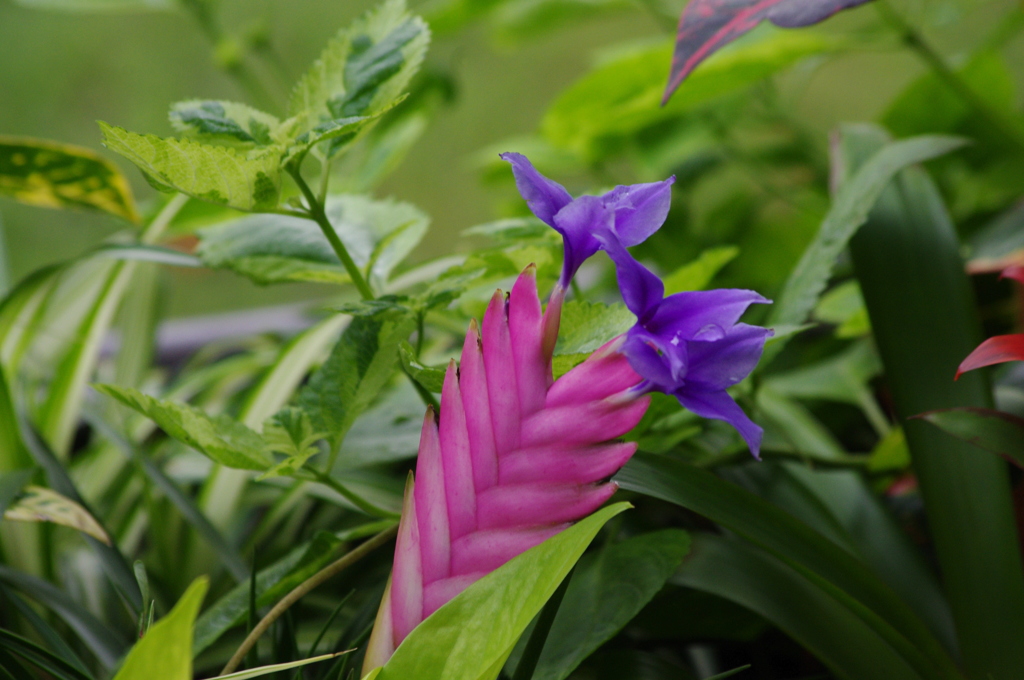 ガーデントライアル　日比谷公園　９月