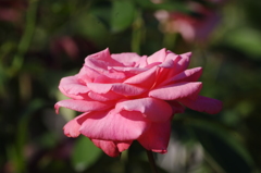 薔薇　11　芝浦中央公園　７月下旬