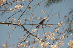 桜と鳥　2　御殿山庭園