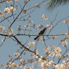 桜と鳥　2　御殿山庭園