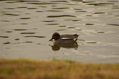 鴨　2　旧浜離宮庭園　２月