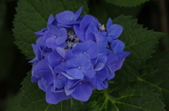 アジサイ　芝浦運河